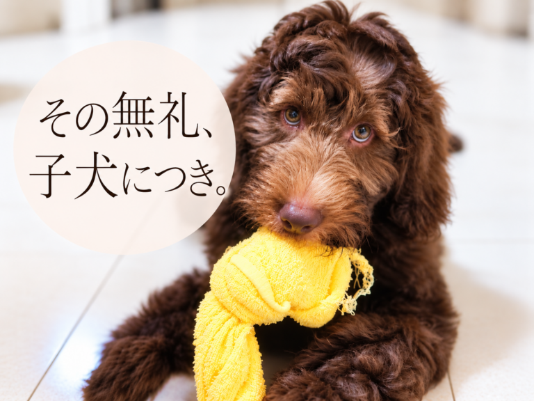 子犬と黄色いタオルの無礼
